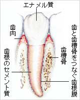 歯の構造