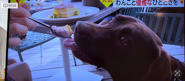 ニュース番組にて家内、愛犬メルと